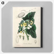 アートパネル-Momordica elaterium
 - 薬用植物学 Canvas.