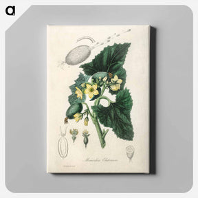 アートパネル-Momordica elaterium
 - 薬用植物学 Canvas.