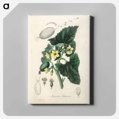 アートパネル-Momordica elaterium
 - 薬用植物学 Canvas.