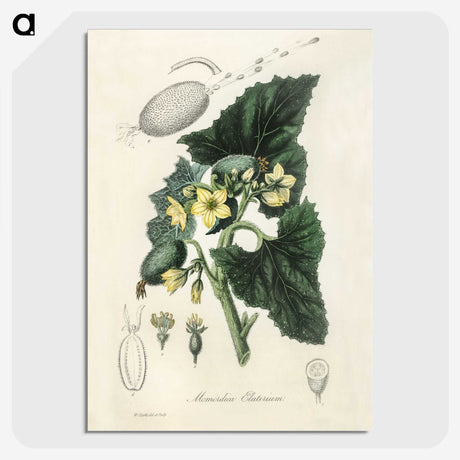 2-23_Medical-Botany_picture-crop