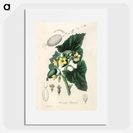 アートポスター-Momordica elaterium
 - 薬用植物学 Poster.