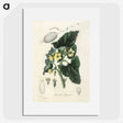 2-23_Medical-Botany_picture