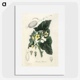 2-23_Medical-Botany_picture