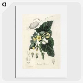2-23_Medical-Botany_picture