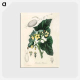 アートポストカード-Momordica elaterium
 - 薬用植物学 Postcard.