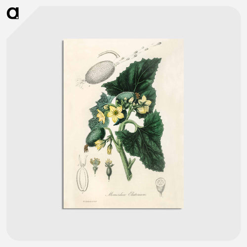 Momordica elaterium
 - Medicinal Botany Postcard.