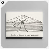 2-23_Moths-and-Butterflies-of-the-United-States_canvas