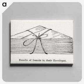 2-23_Moths-and-Butterflies-of-the-United-States_canvas