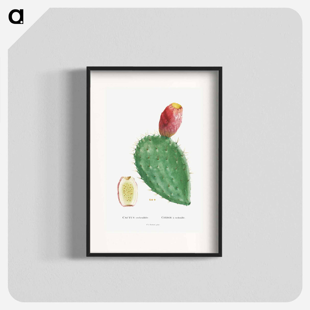 Cactus Cochenillifer - ピエール ジョゼフ ルドゥーテ Poster.