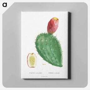 アートパネル-Cactus Cochenillifer - ピエール ジョゼフ ルドゥーテ Canvas.