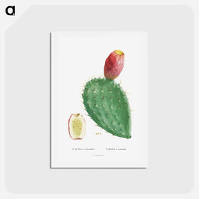 アートポストカード-Cactus Cochenillifer - ピエール ジョゼフ ルドゥーテ Postcard.
