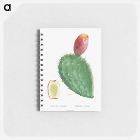 アートメモ帳-Cactus Cochenillifer - ピエール ジョゼフ ルドゥーテ Memo.