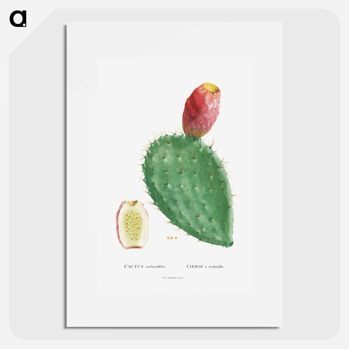 Cactus Cochenillifer - ピエール ジョゼフ ルドゥーテ Poster.