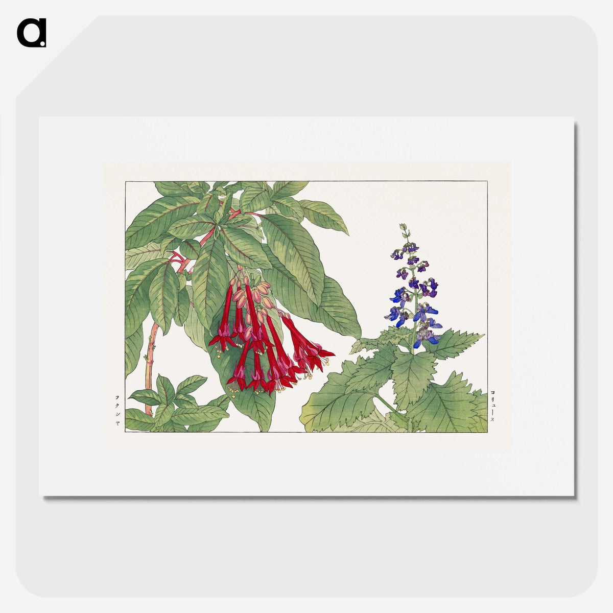 2-23_Seiyo-Soka-Zufu_picture