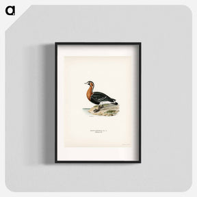 アートポスター-Red-breasted Goose
 - スヴェンスカ フォグラル Poster.