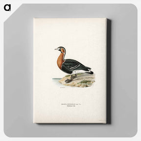 アートパネル-Red-breasted Goose
 - スヴェンスカ フォグラル Canvas.