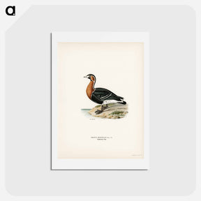 アートポストカード-Red-breasted Goose
 - スヴェンスカ フォグラル Postcard.