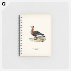 アートメモ帳-Red-breasted Goose
 - スヴェンスカ フォグラル Memo.