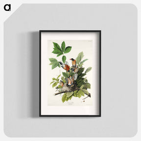 アートポスター-American Robin from Birds of America
 - アメリカの鳥たち Poster.