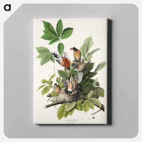 アートパネル-American Robin from Birds of America
 - アメリカの鳥たち Canvas.