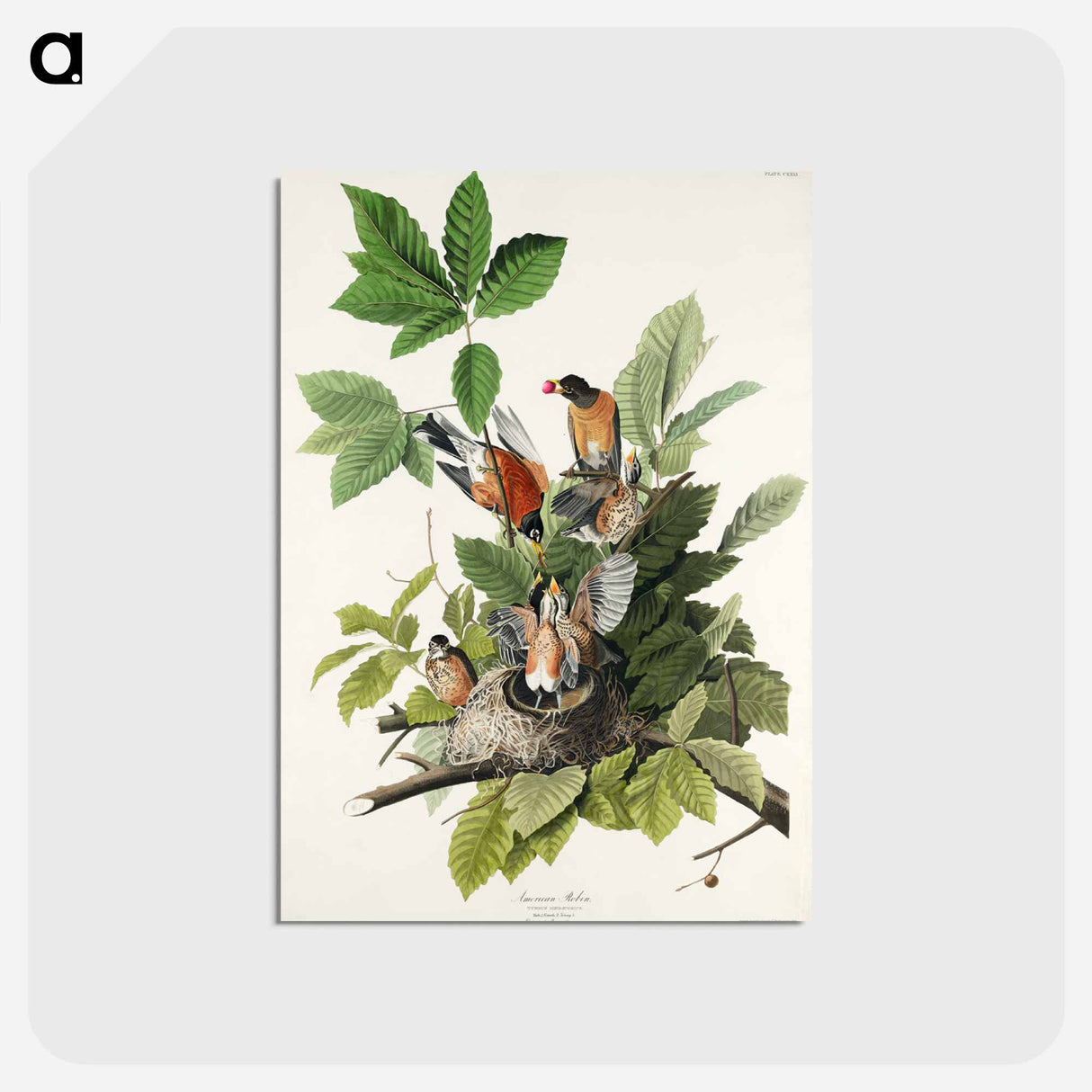 アートポストカード-American Robin from Birds of America
 - アメリカの鳥たち Postcard.