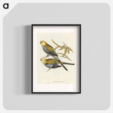Pale-headed Parakeet
 - オーストラリアの鳥 Poster.