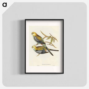 アートポスター-Pale-headed Parakeet
 - オーストラリアの鳥 Poster.