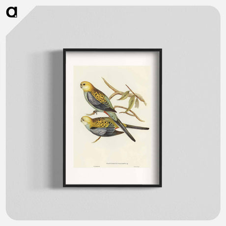 アートポスター-Pale-headed Parakeet
 - オーストラリアの鳥 Poster.