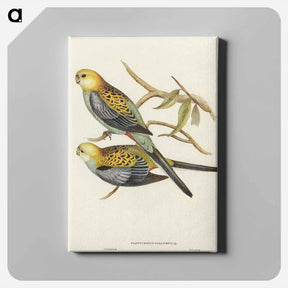 アートパネル-Pale-headed Parakeet
 - オーストラリアの鳥 Canvas.