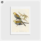 アートポストカード-Pale-headed Parakeet
 - オーストラリアの鳥 Postcard.