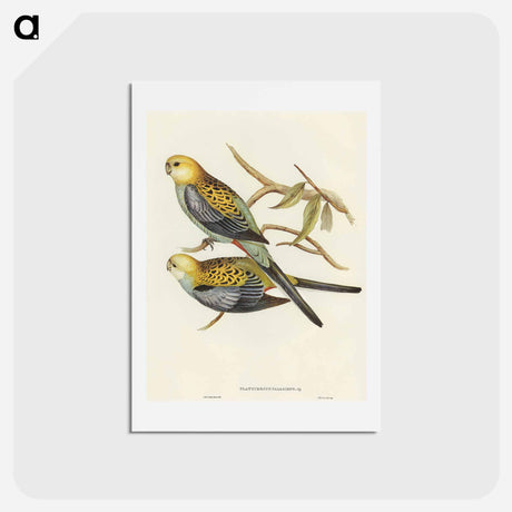 アートポストカード-Pale-headed Parakeet
 - オーストラリアの鳥 Postcard.