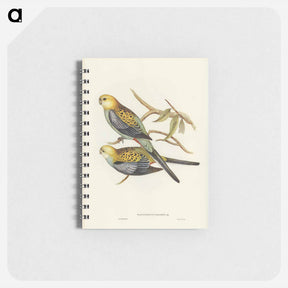 アートメモ帳-Pale-headed Parakeet
 - オーストラリアの鳥 Memo.