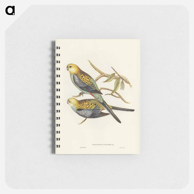 アートメモ帳-Pale-headed Parakeet
 - オーストラリアの鳥 Memo.