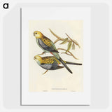 アートポスター-Pale-headed Parakeet
 - オーストラリアの鳥 Poster.