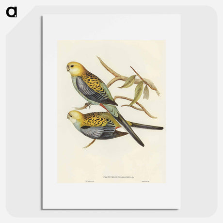 アートポスター-Pale-headed Parakeet
 - オーストラリアの鳥 Poster.