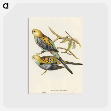 アートポストカード-Pale-headed Parakeet
 - オーストラリアの鳥 Postcard.