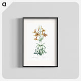 2-23_The-Lilies_blk