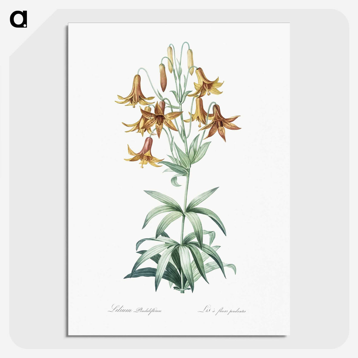 2-23_The-Lilies_picture-crop