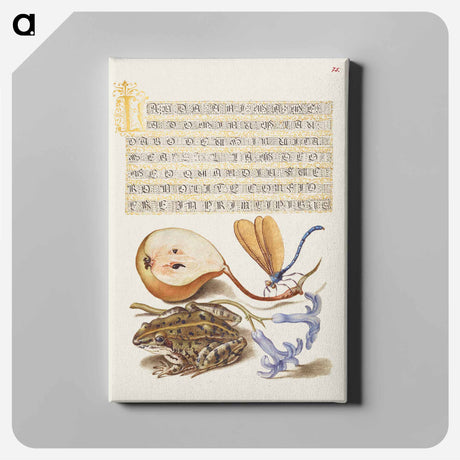 アートパネル-Common Pear, Lake Demoiselle, Moor Frog, and Hyacinth from Mira Calligraphiae Monumenta
 - 書道のお手本 Canvas.