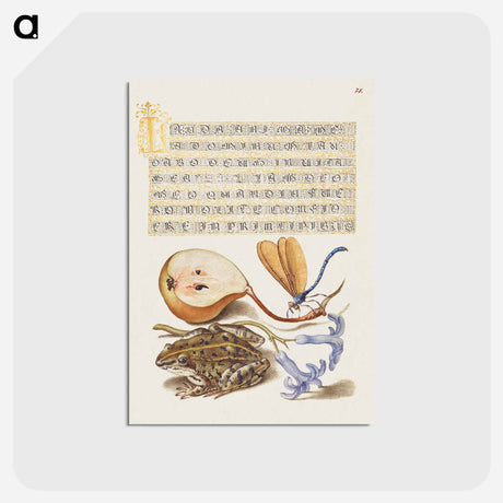 アートポストカード-Common Pear, Lake Demoiselle, Moor Frog, and Hyacinth from Mira Calligraphiae Monumenta
 - 書道のお手本 Postcard.