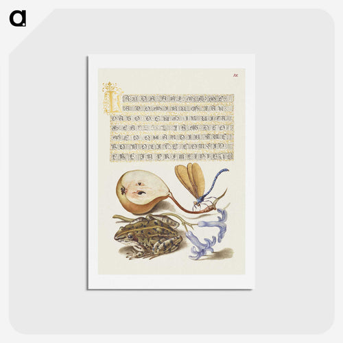 ミラカリグラフィエモニュメンタより：洋梨、湖のトンボ、ムーアの蛙、ヒヤシンス - 書道のお手本 Postcard.