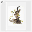 2-23_The-Viviparous-Quadrupeds_picture