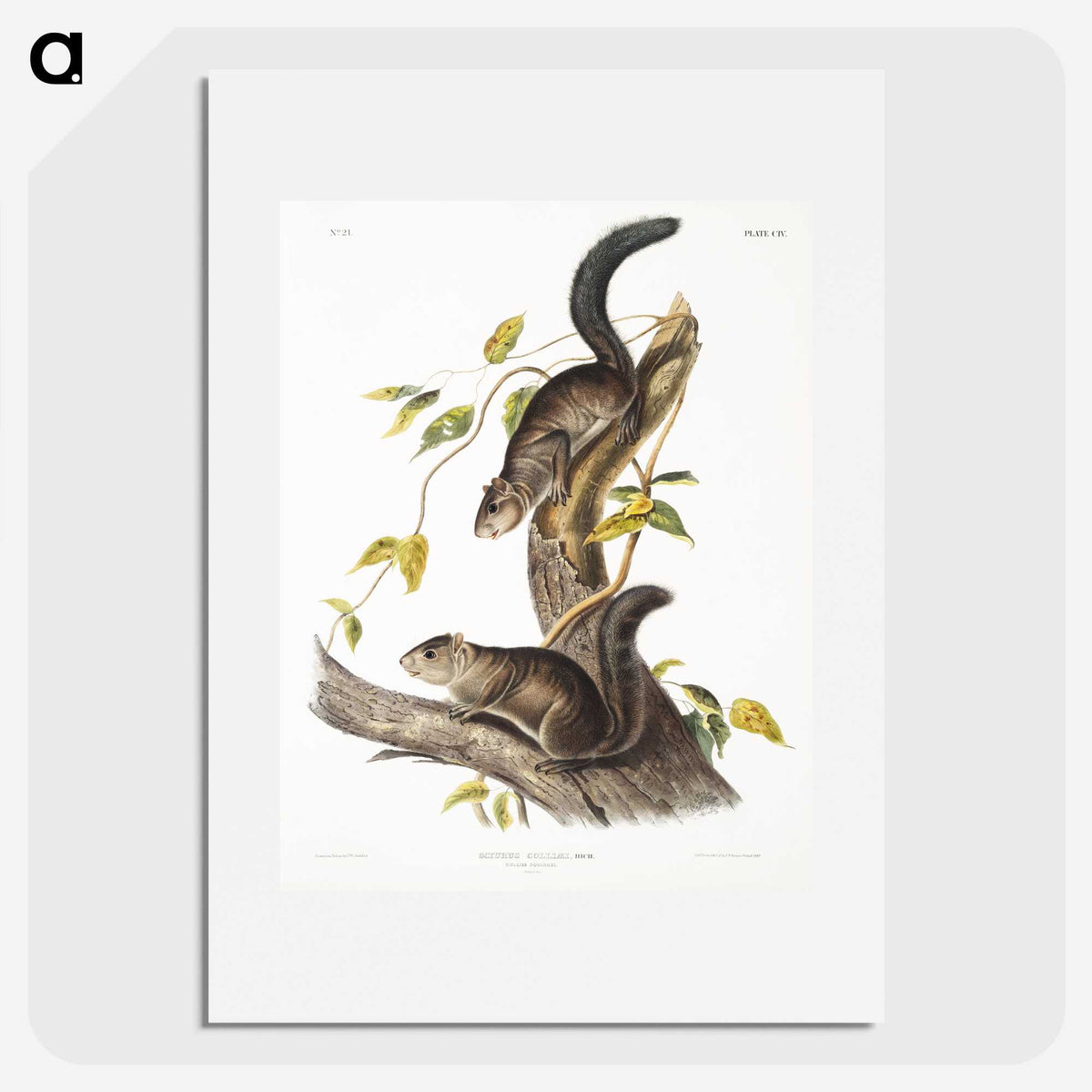2-23_The-Viviparous-Quadrupeds_picture