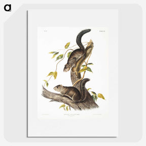 2-23_The-Viviparous-Quadrupeds_picture