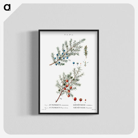 2-23_Treatise-on-Trees-and-Shrubs_blk-crop