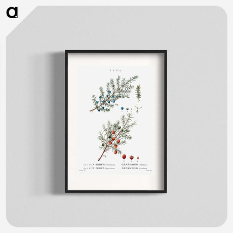 2-23_Treatise-on-Trees-and-Shrubs_blk