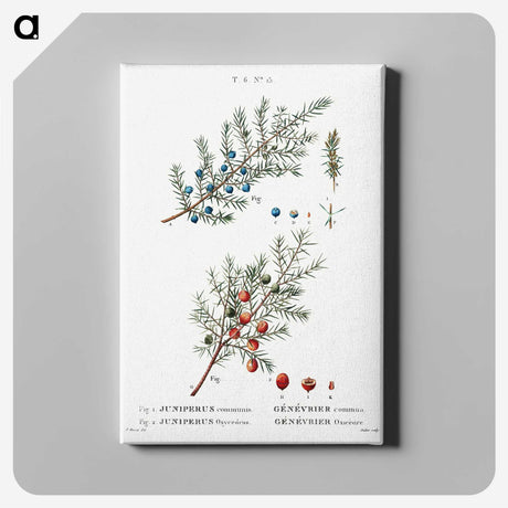 2-23_Treatise-on-Trees-and-Shrubs_canvas