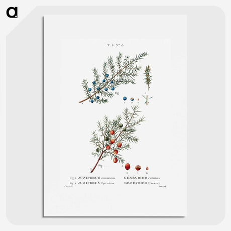 2-23_Treatise-on-Trees-and-Shrubs_picture