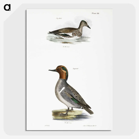 2-23_Zoology-of-New-York_picture-crop