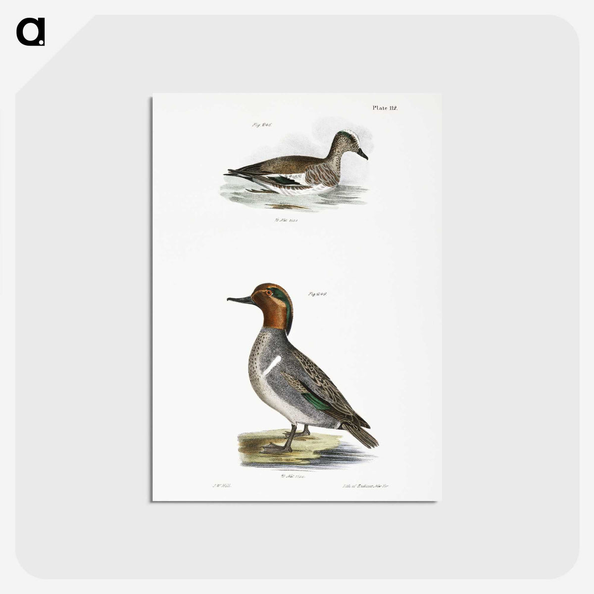 2-23_Zoology-of-New-York_postcard